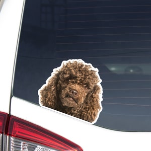 Toy Poodle Car Decal Sticker / Peeking Realistic Brown Poodle Dog Head Face / Vinyl Waterproof Removable Outdoor / Bumber Window Laptop