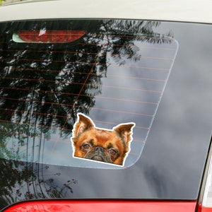 Op de afbeelding: Een bruine en zwarte Brusselse Griffon hondensticker op een autoruit.
