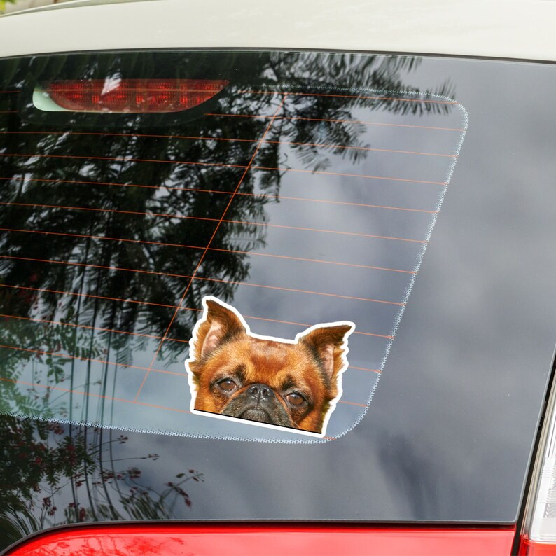 Op de afbeelding: Een bruine en zwarte Brusselse Griffon hondensticker op een autoruit.