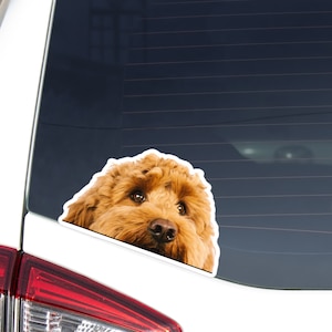 Apricot Cockapoo Car Decal Sticker / Peeking Cockapoo Dog Head Face Photo / Vinyl Waterproof Removable Outdoor / Bumper Window Laptop