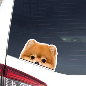Red Pomeranian Spitz Car Decal / Peeking Realistic Pom Dog Head / Vinyl Waterproof Removable Outdoor / Bumper Window Laptop Bottle