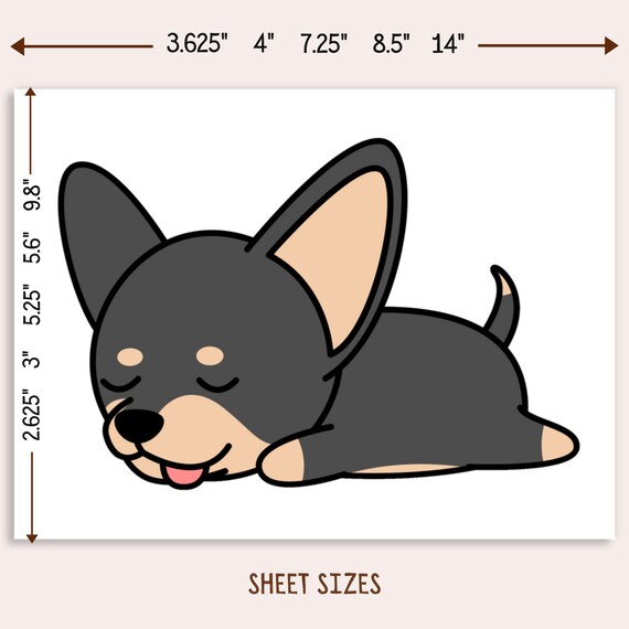 Chihuahua lazy 2025