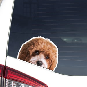 May include: A die-cut sticker of a Cavapoo dog with brown and white fur, peeking over a white surface. The dog has curly fur and dark eyes. The sticker is on a car window.
