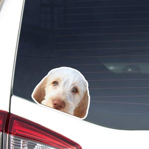 Spinone Italiano Car Decal: Peeking White & Orange Dog Face Bumper Window Sticker