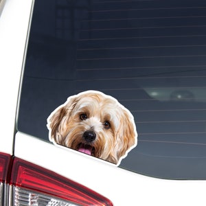 Red&White Havanese Car Decal Sticker / Peeking Photo Dog Head / Vinyl Waterproof Removable Outdoor / Bumper Window Laptop Macbook Phone