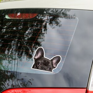 May include: A black French Bulldog sticker with a white border is affixed to a car window. The sticker features the dog's face, with its large ears and expressive eyes visible. The sticker is a fun accessory for dog lovers.