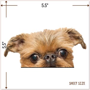 Peut inclure: Un gros plan sur le visage d'un griffon bruxellois brun qui regarde par-dessus une surface blanche. Le chien a de grands yeux noirs et un pelage court et h&eacute;riss&eacute;. L'image mesure 14 cm de large et 14 cm de haut.