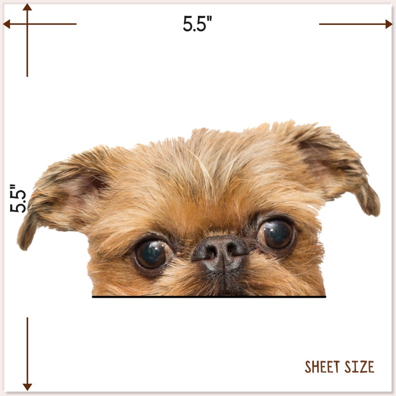 Peut inclure: Un gros plan sur le visage d'un griffon bruxellois brun qui regarde par-dessus une surface blanche. Le chien a de grands yeux noirs et un pelage court et h&eacute;riss&eacute;. L'image mesure 14 cm de large et 14 cm de haut.