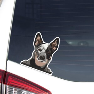 May include: A sticker featuring a stylized illustration of an Australian Cattle Dog, also known as a Blue Heeler. The dog has a black and white face with brown ears and is peeking over a black border. The sticker is placed on a car window.