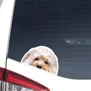 Peut inclure: Autocollant découpé représentant un chien brun clair avec de longs poils ondulés. La tête du chien est visible, avec ses yeux et son nez mis au point. L'autocollant est placé sur une vitre de voiture, avec la carrosserie blanche et le feu arrière de la voiture visibles.