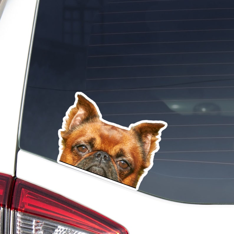 Op de afbeelding: Een bruine en zwarte Brusselse Griffon die uit een autoruit kijkt. De hond heeft een serieuze uitdrukking op zijn gezicht.