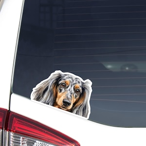May include: A car window sticker depicting a long-haired dachshund. The dog's fur is a mix of grey, brown, and tan, with a detailed, realistic illustration. The sticker is placed on a car window.