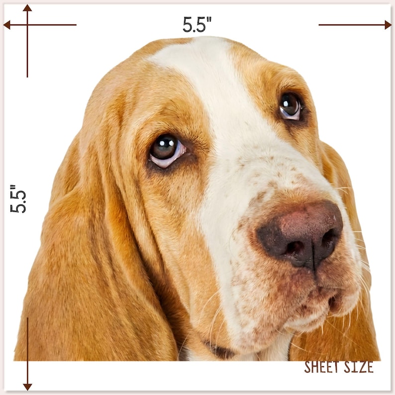 Lemon & White Basset Hound Car Decal: Personalization Peeking Dog Head ...