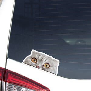 Funny Scottish Gray Cat Car Decal Sticker / Peeking Looking Out Cat Head Face / Vinyl Waterproof Removable Outdoor / Bumper Window Laptop