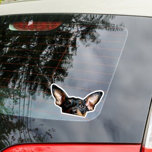 May include: A black and tan Miniature Pinscher dog peeks out from behind a car window. The dog has large, dark eyes and floppy ears.