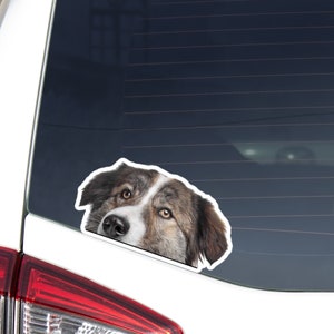 Atlas Mountain Car Decal Sticker / Peeking Realistic Tawny Aidi Dog Head Face / Vinyl Waterproof Removable Outdoor / Bumper Window Laptop