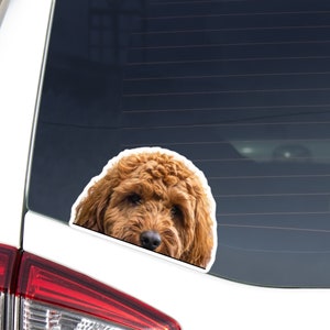 Puede incluir: Una pegatina para ventana de coche con un primer plano de la cara de un perro Goldendoodle marrón. La pegatina tiene un borde blanco y está colocada en la ventana trasera de un vehículo blanco. El pelaje del perro es rizado y texturizado.