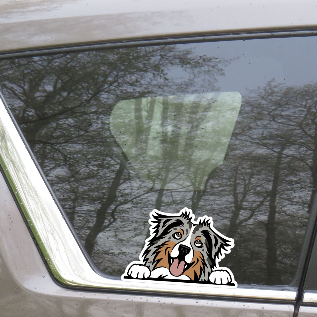 Blue Merle Australian Shepherd Car Sticker Decal / Cartoon Peeking