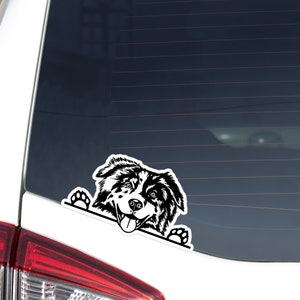 Peut inclure: Autocollant noir et blanc d'un chien de berger australien regardant par-dessus une ligne. Le chien a une expression joyeuse avec la langue sortie et les pattes visibles. L'autocollant est appliqué sur une vitre de voiture.