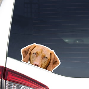 Golden Rust Vizsla Car Decal Sticker / Peeking Hungarian Vizsla Dog Head / Vinyl Waterptroof Removable Outdoor / Bumper Window Laptop Phone