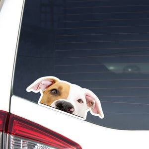 American Staffordshire Terrier Car Decal Sticker / Peeking Fawn White Staffy Head / Vinyl Waterproof Removable / Bumper Window Laptop