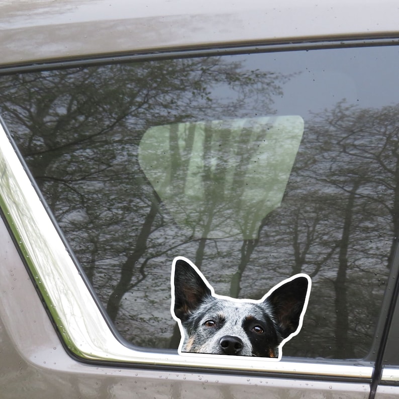 May include: A blue heeler dog peeks out of a car window. The dog has a black and white coat and brown eyes. The dog's head is visible, with its ears perked up.