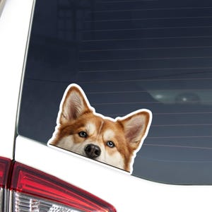 May include: A car window sticker featuring a close-up of a dog's face. The dog has brown and white fur, blue eyes, and is peeking over a white edge. The sticker is designed to be applied to a car's rear window.