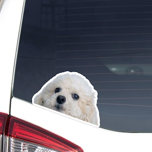 Toy Poodle Car Decal Sticker / Realistic Peeking White Poodle Dog Head Face / Vinyl Waterproof Removable Outdoor / Bumber Window Laptop