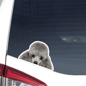 Peeking Poodle Car Decal Sticker / Realistic Gray Poodle Dog Head Face / Vinyl Waterproof Removable Outdoor / Bumber Window Laptop Phone