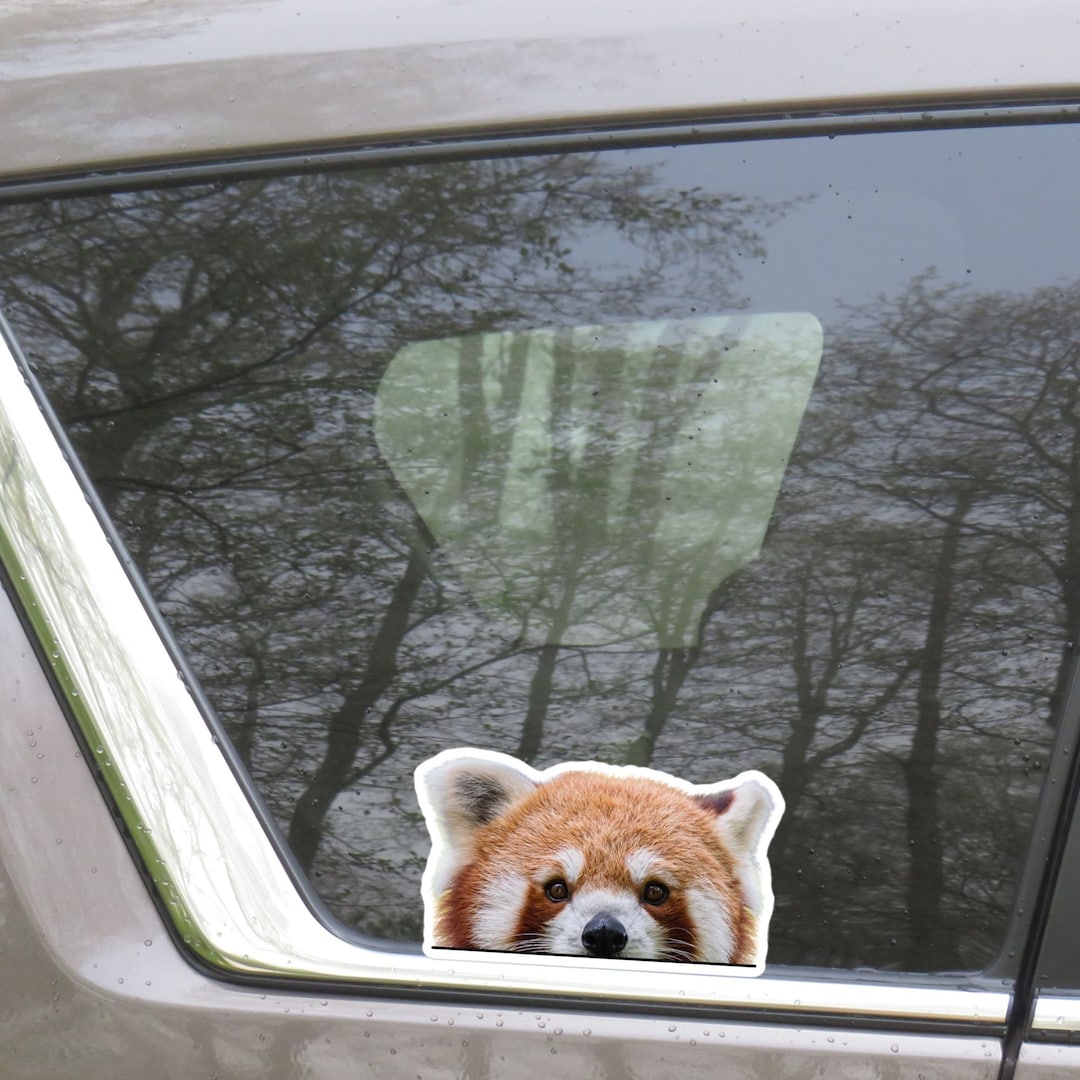 Peeking Red Panda Car Sticker / One Decal Kawaii Cute Realistic Red