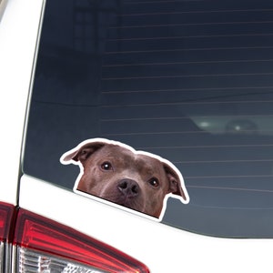 American Staffordshire Terrier Car Decal Sticker / Peeking Brown Staffy Head / Vinyl Waterproof Removable Outdoor / Bumper Window Laptop