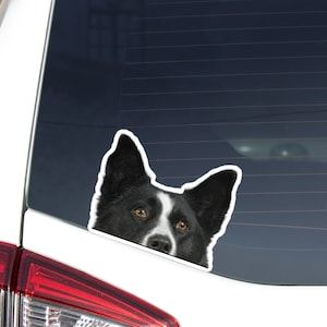 Karelian Bear Dog Car Decal Sticker / Peeking Realistic Black White Dog Head Face / Vinyl Waterproof Removable Outdoor / Bumper Window