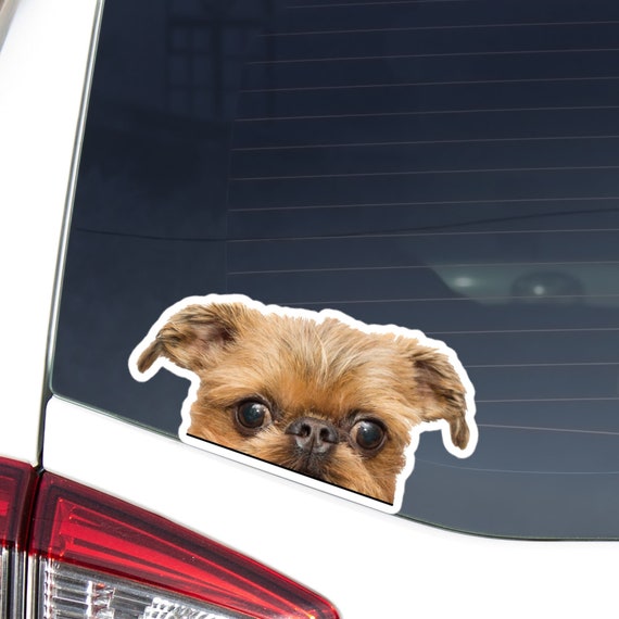Brussels Griffon Car Decal - Peeking Tan & Belge Dog Waterproof Vinyl Sticker
