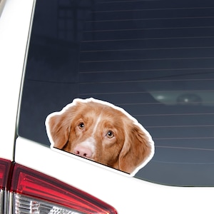May include: A car sticker showing a close-up of a dog's face. The dog has brown fur, a white patch on its snout, and brown eyes. The sticker is placed on a car window. The dog has a pink nose.