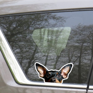 May include: A black and brown miniature pinscher dog peeks out of a car window with its ears perked up.