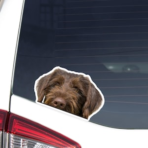 Könnte beinhalten: Ein brauner Hundeaufkleber mit weißem Rand, der an einer Autoscheibe befestigt ist. Der Kopf des Hundes ist sichtbar, mit konzentriertem Blick und flauschigem, strukturiertem Fell. Ein Accessoire zum Thema Haustiere.