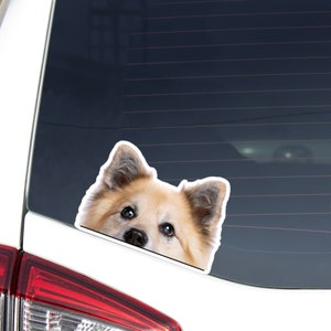 Icelandic Sheepdog Car Sticker Decal / Peeking Realistic Gold White Dog Head Face / Vinyl Waterproof Removable Outdoor/Window Bumper