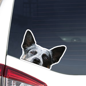 Australian Cattle Car Sticker Decal / Peeking Realistic Blue Heeler Dog Head / Window Bumper Laptop / Vinyl Waterproof Removable Outdoor
