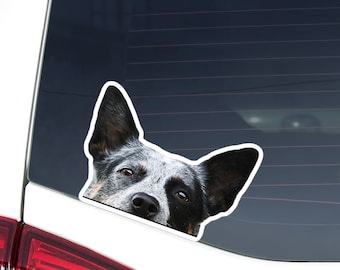 Australian Cattle Car Decal - Peeking Blue Heeler Dog Sticker