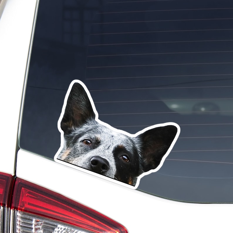 May include: A blue heeler dog peeks over the edge of a car window. The dog has a white and black coat and brown eyes. The dog's head is tilted to the side, and it is looking at the camera.