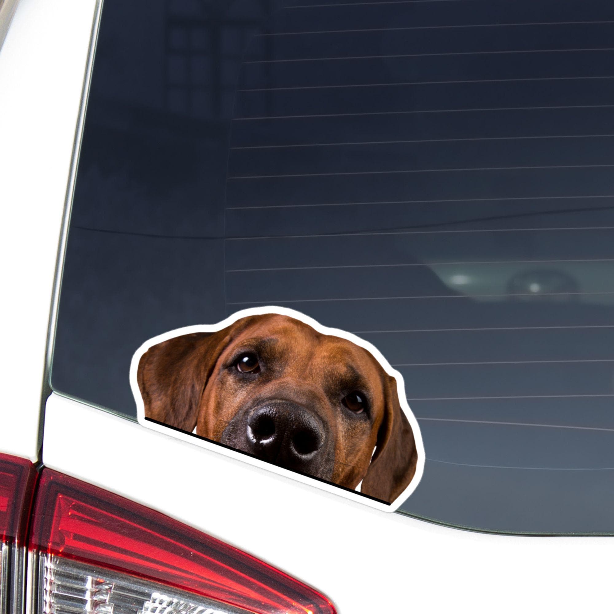 Sticker/Adesivo, rhodesian ridgeback, bianco, 88 x 99 mm