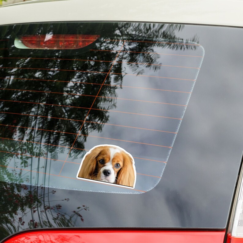 Cavalier King Charles Spaniel Car Decal Sticker - Blenheim Peeking Dog ...