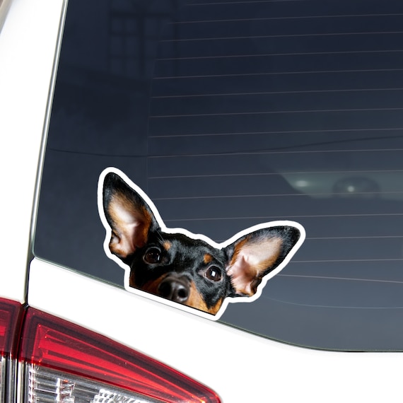 Miniature Pinscher Car Decal Sticker / Peeking Black&Tan Floppy Ears Dog Head  / Vinyl Waterproof Removable Outdoor / Bumper Window Laptop