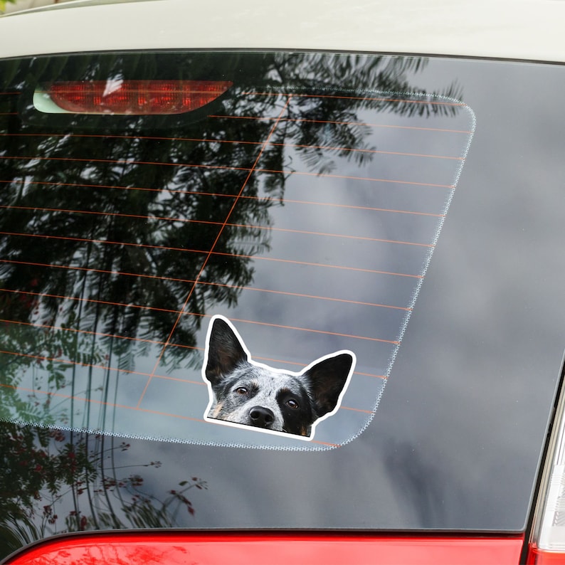 May include: A black and white Australian Cattle Dog peeks out from behind a car window. The dog's head is visible, with its ears perked up and its tongue slightly sticking out. The dog's eyes are looking directly at the camera.