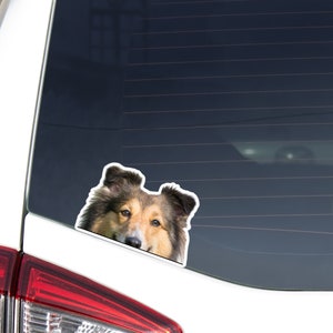 Sable Shetland Sheepdog Car Decal Sticker / Peeking Realistic Sheltie Dog Head / Vinyl Waterproof Removable Outdoor / Bumper Window Laptop