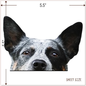 May include: A close-up of a blue heeler dog's face. The dog is looking directly at the camera with its ears perked up. The dog's fur is blue and black with white markings. The dog's nose is black and wet. The dog's eyes are brown and alert. The dog's tongue is slightly sticking out. The dog's face is 5.5 inches wide and 5.5 inches tall.