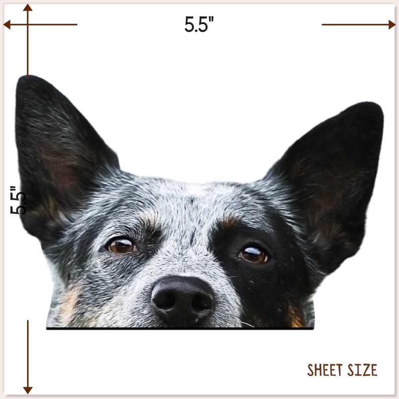 May include: A close-up of a blue heeler dog's face. The dog is looking directly at the camera with its ears perked up. The dog's fur is blue and black with white markings. The dog's nose is black and wet. The dog's eyes are brown and alert. The dog's tongue is slightly sticking out. The dog's face is 5.5 inches wide and 5.5 inches tall.