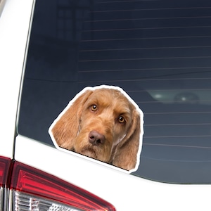 Red Wirehaired Vizsla Car Decal Sticker / Peeking Realistic Dog Head Face / Vinyl Waterproof Removable Outdoor / Bumper Window Laptop