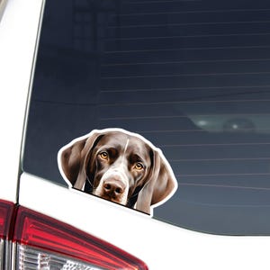 Puede incluir: Una pegatina con un perro Braco Alemán con marcas marrones y blancas. Se ve la cabeza del perro, con una raya blanca en la cara y ojos color ámbar. La pegatina está colocada en la ventana de un coche.