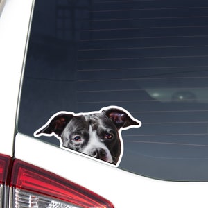 Black White Pitbull Car Decal Sticker / Peeking Realistic Pittie Dog Head Face / Vinyl Waterproof Removable Outdoor / Bumper Window Laptop